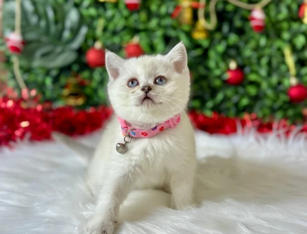 British Shorthair Bluepoint Dişi Yavrumuz