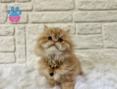 British Longhair Pofuduk Garfield Yuva Arıyor