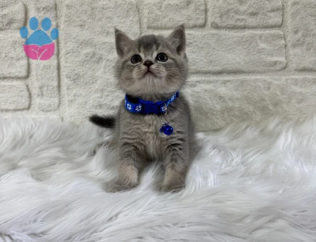 British Shorthair Tabby Erkek 2 Aylık Yavrumuz