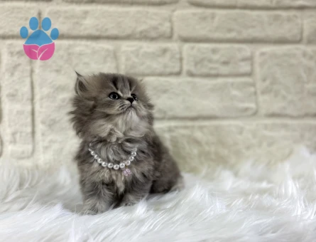 British Longhaie Matmazel Yuva Arıyor