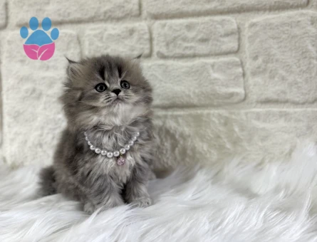 British Longhaie Matmazel Yuva Arıyor