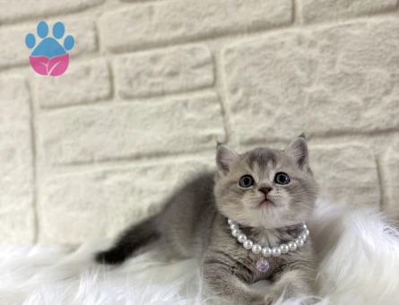 British Shorthair Tabby Dişi 2 Aylık