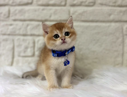 British shorthair Golden ny12 Erkek Yavrumuz