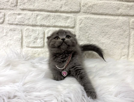 Scottish Fold Şirin Yavrumuz 2 Aylık Dişi