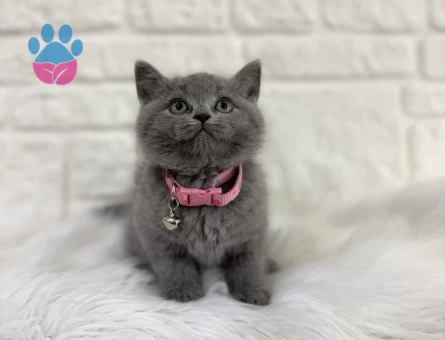 British Shorthair Gri Dişi 2 Aylık