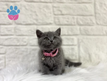 British Shorthair Gri Dişi 2 Aylık