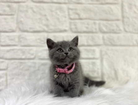 British Shorthair Gri Dişi 2 Aylık