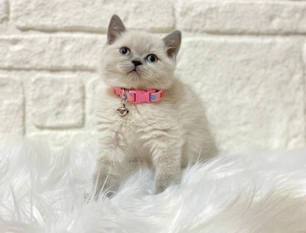 British Shorthair 2 Aylık Dişi Yavrumuz Yuva Arıyor