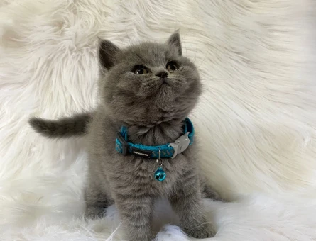 2 Aylık British Shorthair Duman Rengi Yavrumuz