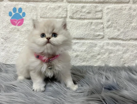 British Longhair 2 Aylık Dişi Yuva Arıyor