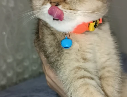 British Shorthair 1  Yaşında Dişi