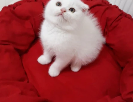 Scottish Fold 1 Yaşında Yuva Arıyor
