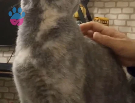 british shorthair 1 Yaşında Dişi Ücretsiz Sahiplendirme