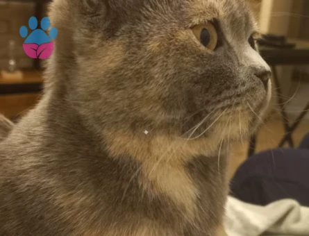 british shorthair 1 Yaşında Dişi Ücretsiz Sahiplendirme