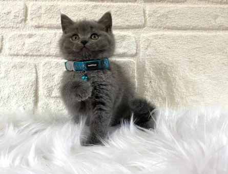 British Shorthair 2 Aylık Erkek Yavrularımız