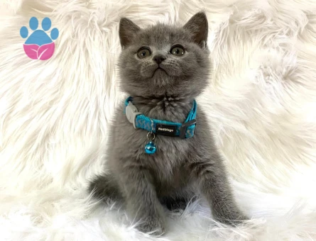 British Shorthair 2 Aylık Erkek Yavrularımız