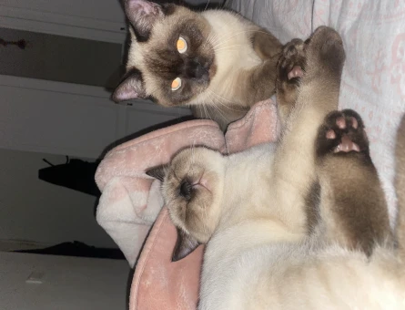 Siyam Kedisi 1 Yaşında Yuva Arıyor