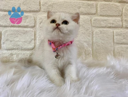 British Shorthair 2 Aylık Dişi Yavru Yuva Arıyor