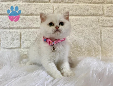 British Shorthair 2 Aylık Dişi Yavru Yuva Arıyor
