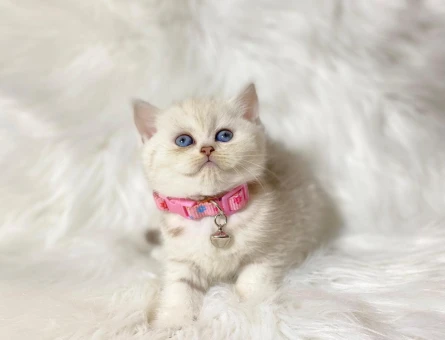 British Shorthair Silver 2 Aylık Dişi