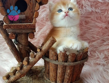 British Shorthair Golden Erkek 2 Aylık Yavrumuz