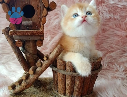 British Shorthair Golden Erkek 2 Aylık Yavrumuz