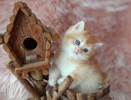British Shorthair Golden Minnoş Dişi Yavrumuz