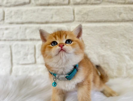 British Shorthair Golden Ny12 Erkek