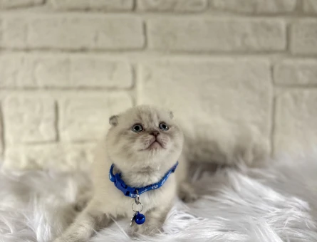 Scottish Fold Koca Kafa Sevimli Yavrumuz 2 Aylık