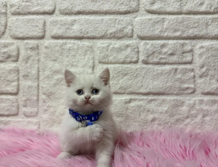 British Shorthair Beyaz Erkek 2 Aylık Yavrumuz