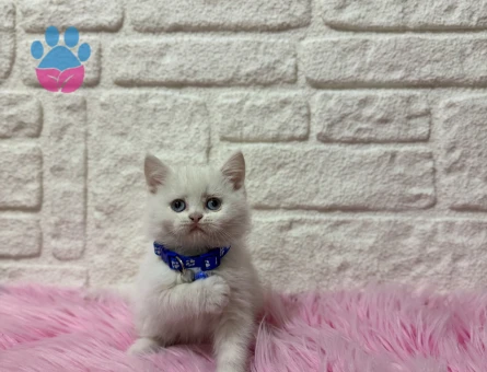 British Shorthair Beyaz Erkek 2 Aylık Yavrumuz