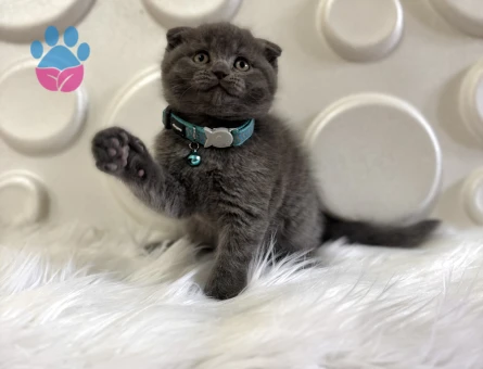 Gri Koca Kafa Scottish Fold Erkek Yavrumuz