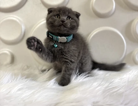 Gri Koca Kafa Scottish Fold Erkek Yavrumuz