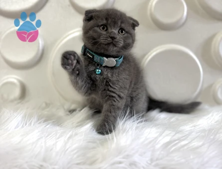 Gri Koca Kafa Scottish Fold Erkek Yavrumuz