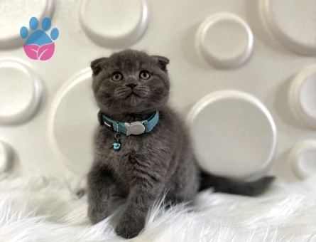 Gri Koca Kafa Scottish Fold Erkek Yavrumuz
