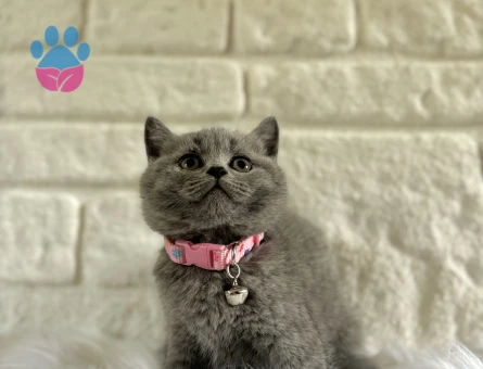 British Shorthair Gri Dişi 2 Aylık Topaç Kafa