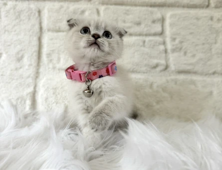 Scottish Fold Lynx Point 2 Aylık Dişi