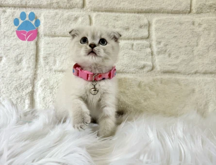 Scottish Fold Lynx Point 2 Aylık Dişi