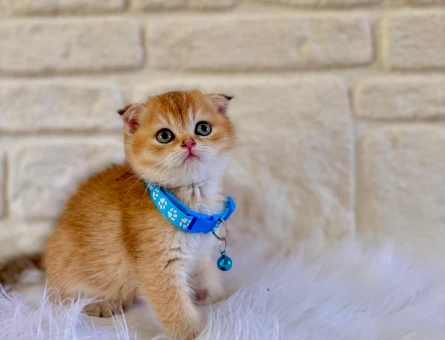 Scottish Fold Golden Nadir Bulunan Erkek Yavrumuz
