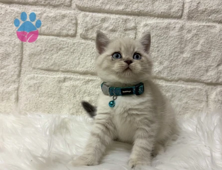 British Shorthair Lynx Point Erkek 2 Aylık