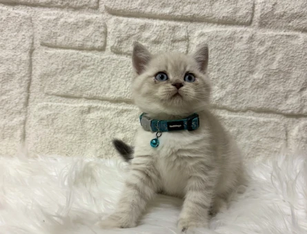 British Shorthair Lynx Point Erkek 2 Aylık