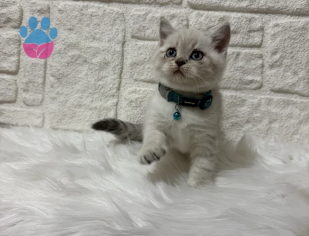 British Shorthair Lynx Point Erkek 2 Aylık