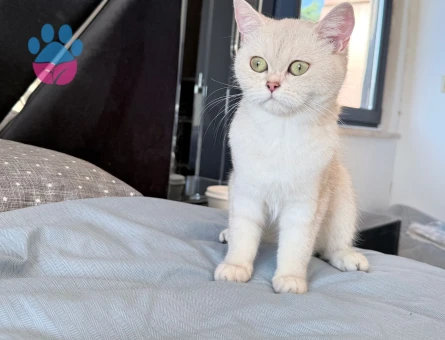 British short hair beyaz dişi kedi
