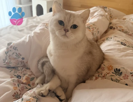 British short hair beyaz dişi kedi