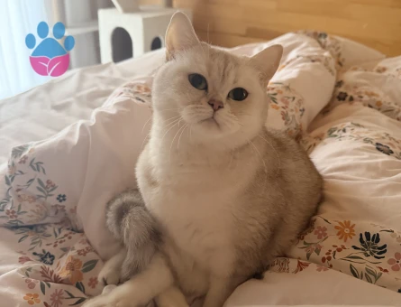 British short hair beyaz dişi kedi