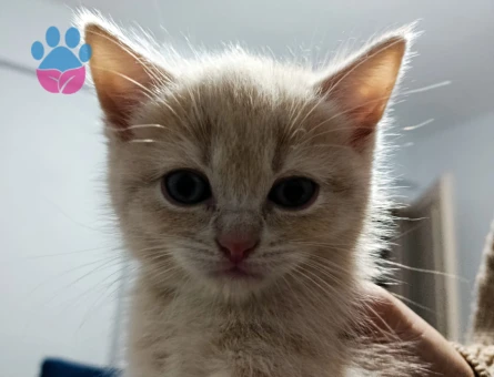 British Shorthair 2 Aylık Yavrular