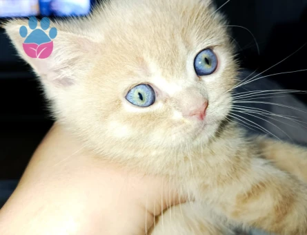 British Shorthair 2 Aylık Yavrular
