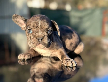 French Bulldog 3 Aylık Dişi