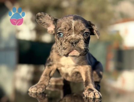 French Bulldog 3 Aylık Dişi