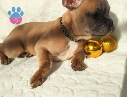 French Bulldog 3 Aylık Dişi